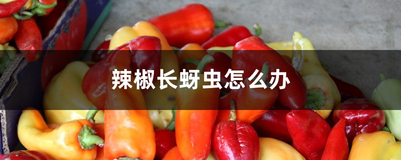 辣椒长蚜虫怎么办 辣椒长蚜虫怎么办