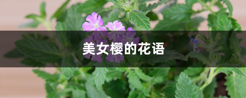 美女樱的花语 美女樱的花语