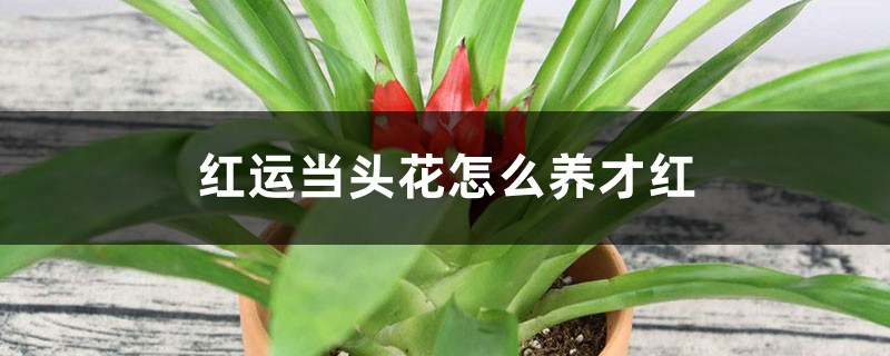 红运当头花怎么养才红 红运当头花怎么养才红