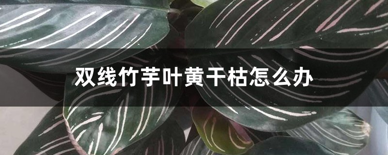 双线竹芋叶黄干枯怎么办 双线竹芋叶黄干枯怎么办