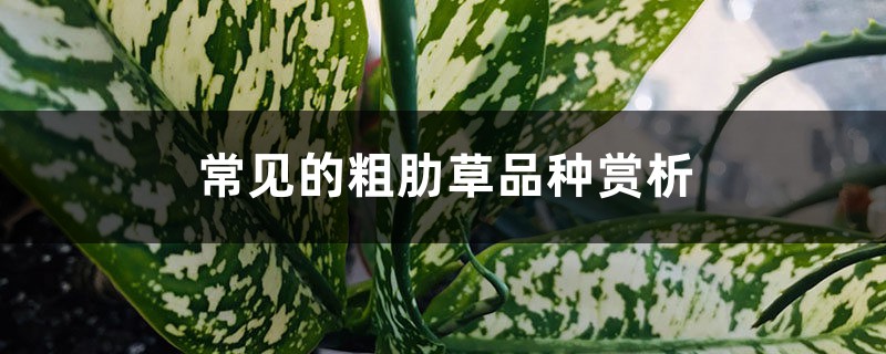 常见的粗肋草品种赏析 常见的粗肋草品种赏析