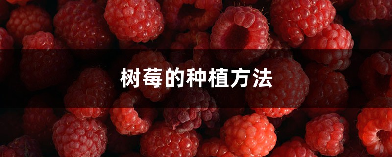 树莓的种植方法 树莓的种植方法