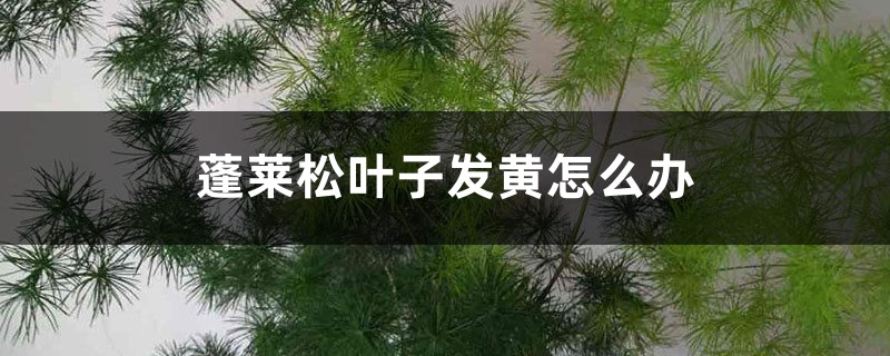 蓬莱松叶子发黄怎么办 蓬莱松叶子发黄怎么办