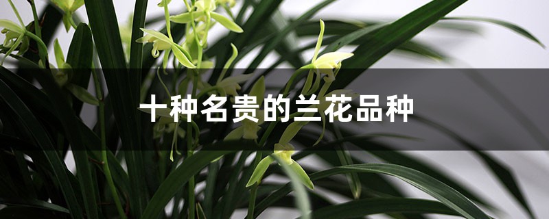 十种名贵的兰花品种 十种名贵的兰花品种