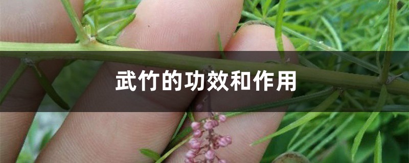 武竹的功效和作用 武竹的功效和作用