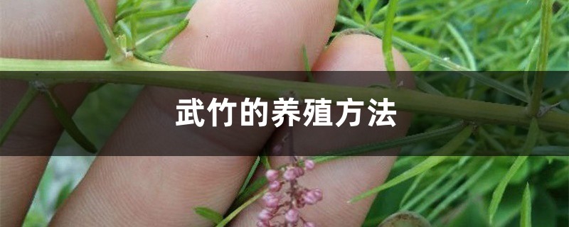 武竹的养殖方法 武竹的养殖方法