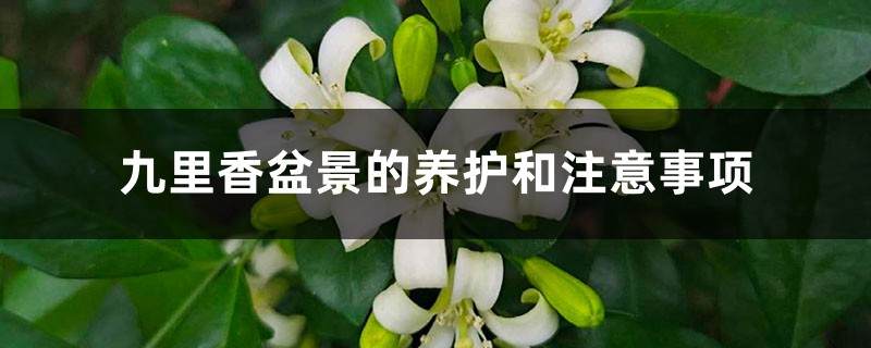 九里香盆景的养护和注意事项 九里香盆景的养护和注意事项