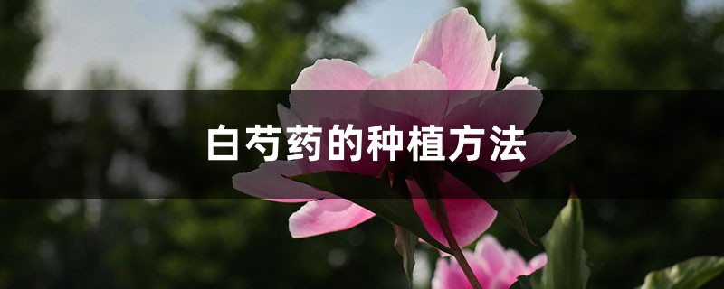白芍药的种植方法 白芍药的种植方法