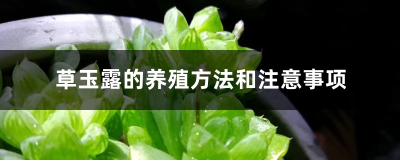 草玉露的养殖方法和注意事项 草玉露的养殖方法和注意事项