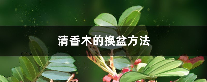 清香木的换盆方法 清香木的换盆方法