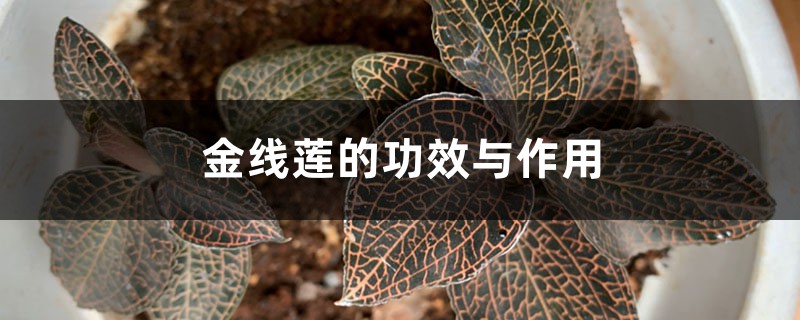 金线莲的功效与作用 金线莲的功效与作用