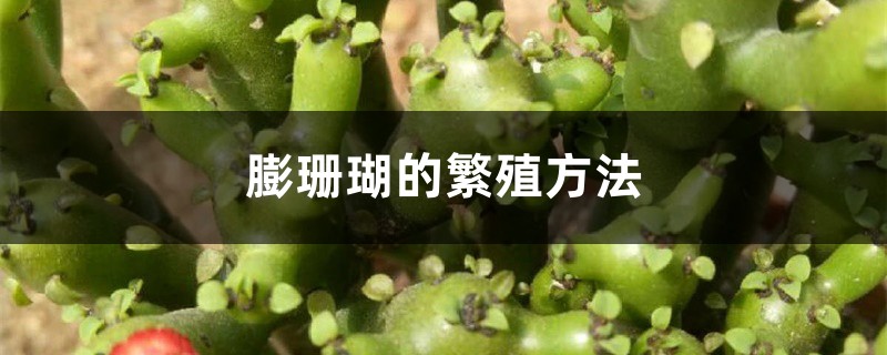 膨珊瑚的繁殖方法 膨珊瑚的繁殖方法