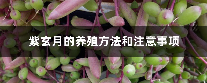 紫玄月的养殖方法和注意事项 紫玄月的养殖方法和注意事项