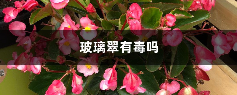 玻璃翠有毒吗 玻璃翠有毒吗