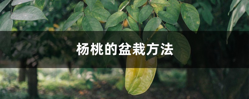 杨桃的盆栽方法 杨桃的盆栽方法