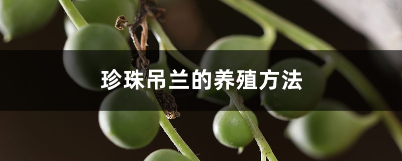 珍珠吊兰的养殖方法 珍珠吊兰的养殖方法