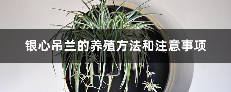 银心吊兰的养殖方法和注意事项 银心吊兰的养殖方法和注意事项