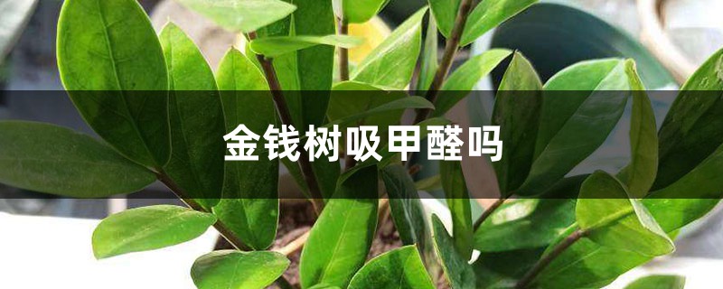 金钱树吸甲醛吗 金钱树吸甲醛吗