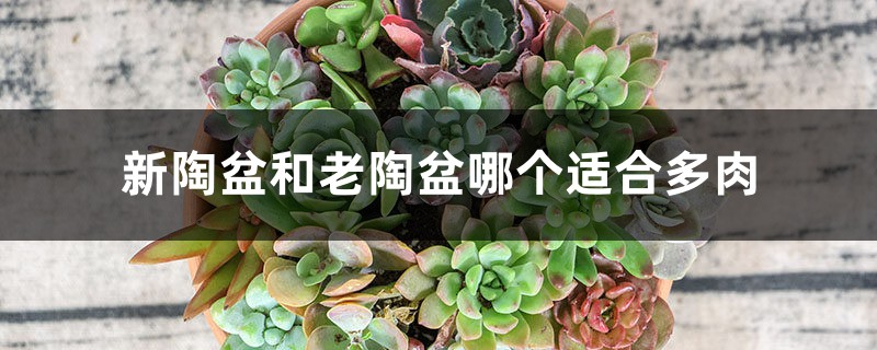 新陶盆和老陶盆哪个适合多肉 新陶盆和老陶盆哪个适合多肉