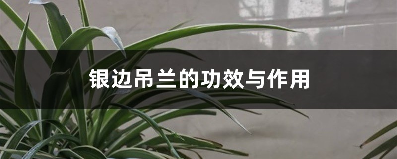 银边吊兰的功效与作用 银边吊兰的功效与作用