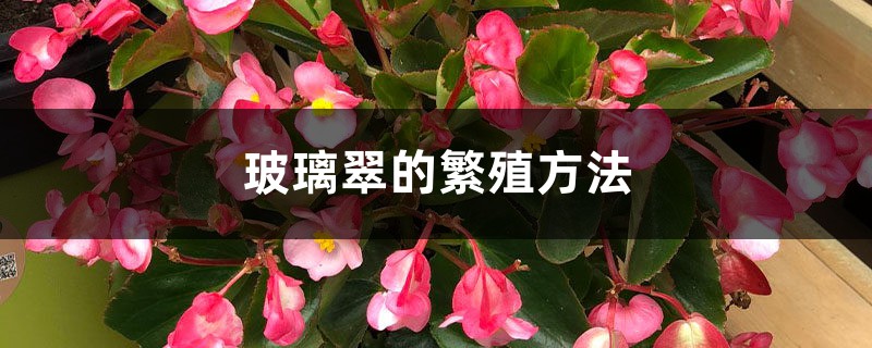 玻璃翠的繁殖方法 玻璃翠的繁殖方法