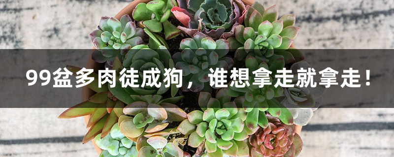 99盆多肉徒成狗,谁想拿走就拿走! 99盆多肉徒成狗,谁想拿走就拿走!