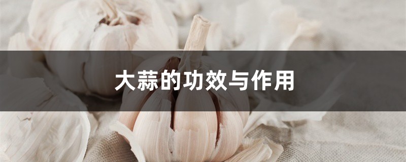 大蒜的功效与作用 大蒜的功效与作用