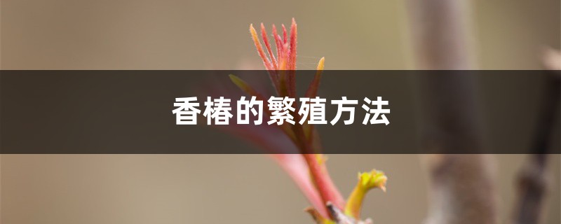 香椿的繁殖方法 香椿的繁殖方法