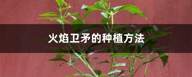 火焰卫矛的种植方法 火焰卫矛的种植方法
