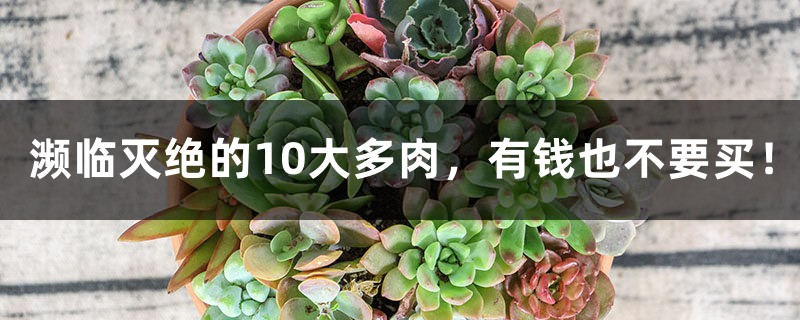 濒临灭绝的10大多肉,有钱也不要买! 濒临灭绝的10大多肉,有钱也不要买!