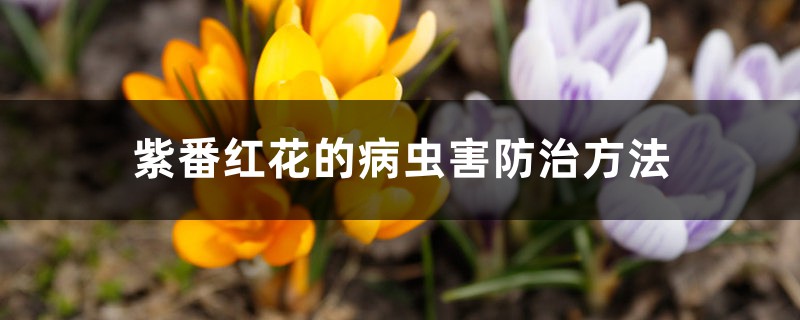 紫番红花的病虫害防治 紫番红花的病虫害防治