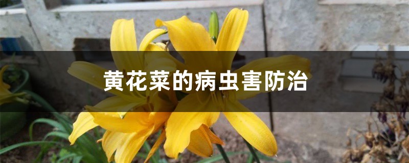 黄花菜的病虫害防治 黄花菜的病虫害防治