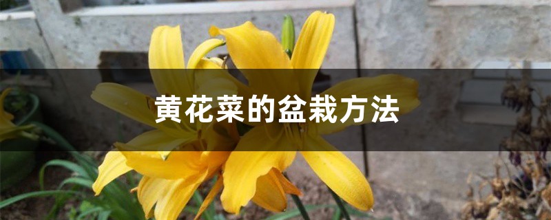 黄花菜的盆栽方法 黄花菜的盆栽方法