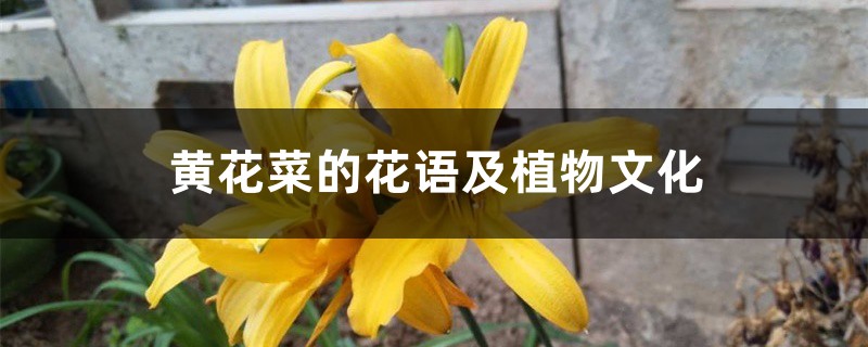 黄花菜的花语及植物文化 黄花菜的花语及植物文化