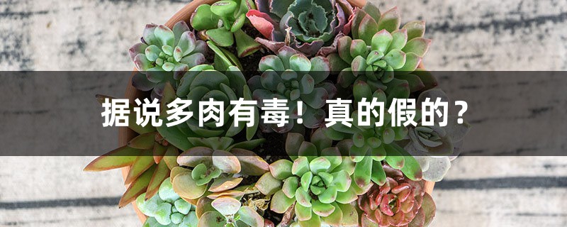 据说多肉有毒!真的假的? 据说多肉有毒!真的假的?