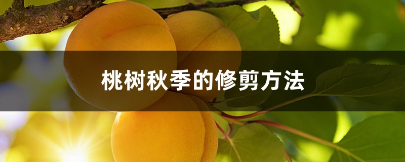 桃树秋季的修剪方法 桃树秋季的修剪方法