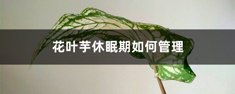 花叶芋休眠期如何管理 花叶芋休眠期如何管理