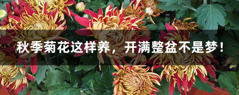 秋季菊花这样养,开满整盆不是梦! 秋季菊花这样养,开满整盆不是梦!
