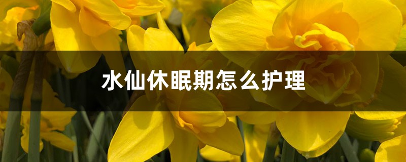 水仙休眠期怎么护理 水仙休眠期怎么护理