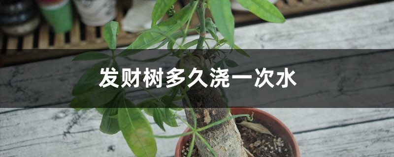 发财树多久浇一次水 发财树多久浇一次水