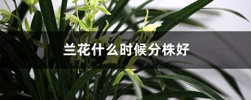 兰花什么时候分株好 兰花什么时候分株好