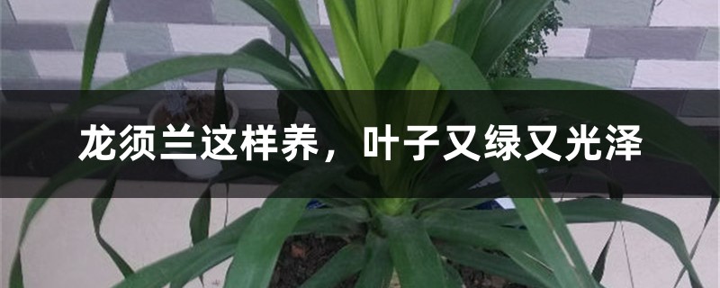 龙须兰这样养,叶子又绿又光泽 龙须兰这样养,叶子又绿又光泽