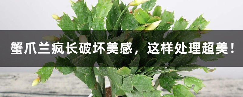 蟹爪兰疯长破坏美感,这样处理超美! 蟹爪兰疯长破坏美感,这样处理超美!