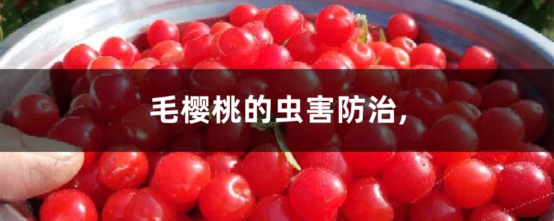 毛樱桃的虫害防治, 毛樱桃的虫害防治,