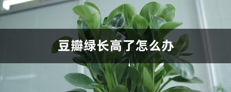 豆瓣绿长高了怎么办 豆瓣绿长高了怎么办