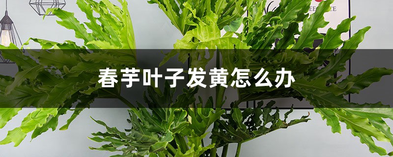 春芋叶子发黄这样做,分分钟变得绿油油! 春芋叶子发黄这样做,分分钟变得绿油油!