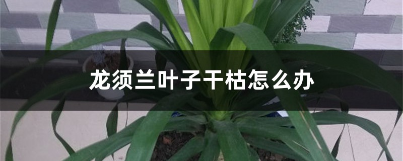 龙须兰叶子干枯怎么办?五招搞定! 龙须兰叶子干枯怎么办?五招搞定!