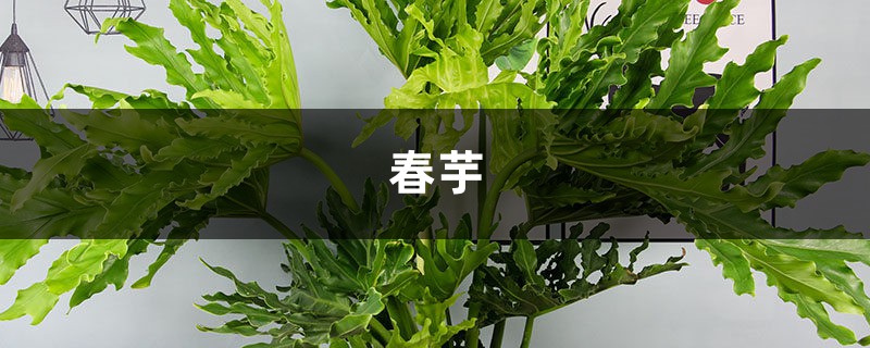 春芋的繁殖及病虫害防治大全,1盆变10盆! 春芋的繁殖及病虫害防治大全,1盆变10盆!