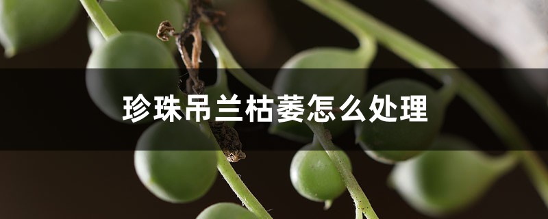 珍珠吊兰枯萎怎么处理 珍珠吊兰枯萎怎么处理