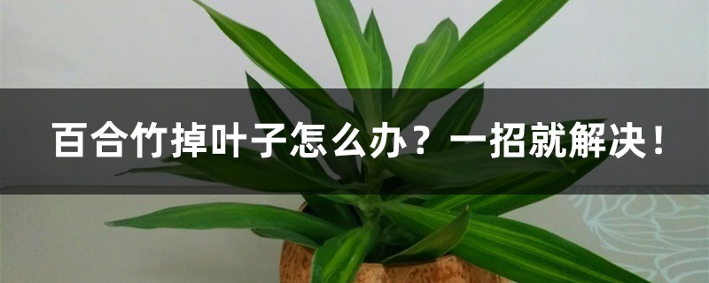 百合竹掉叶子怎么办?一招就解决! 百合竹掉叶子怎么办?一招就解决!